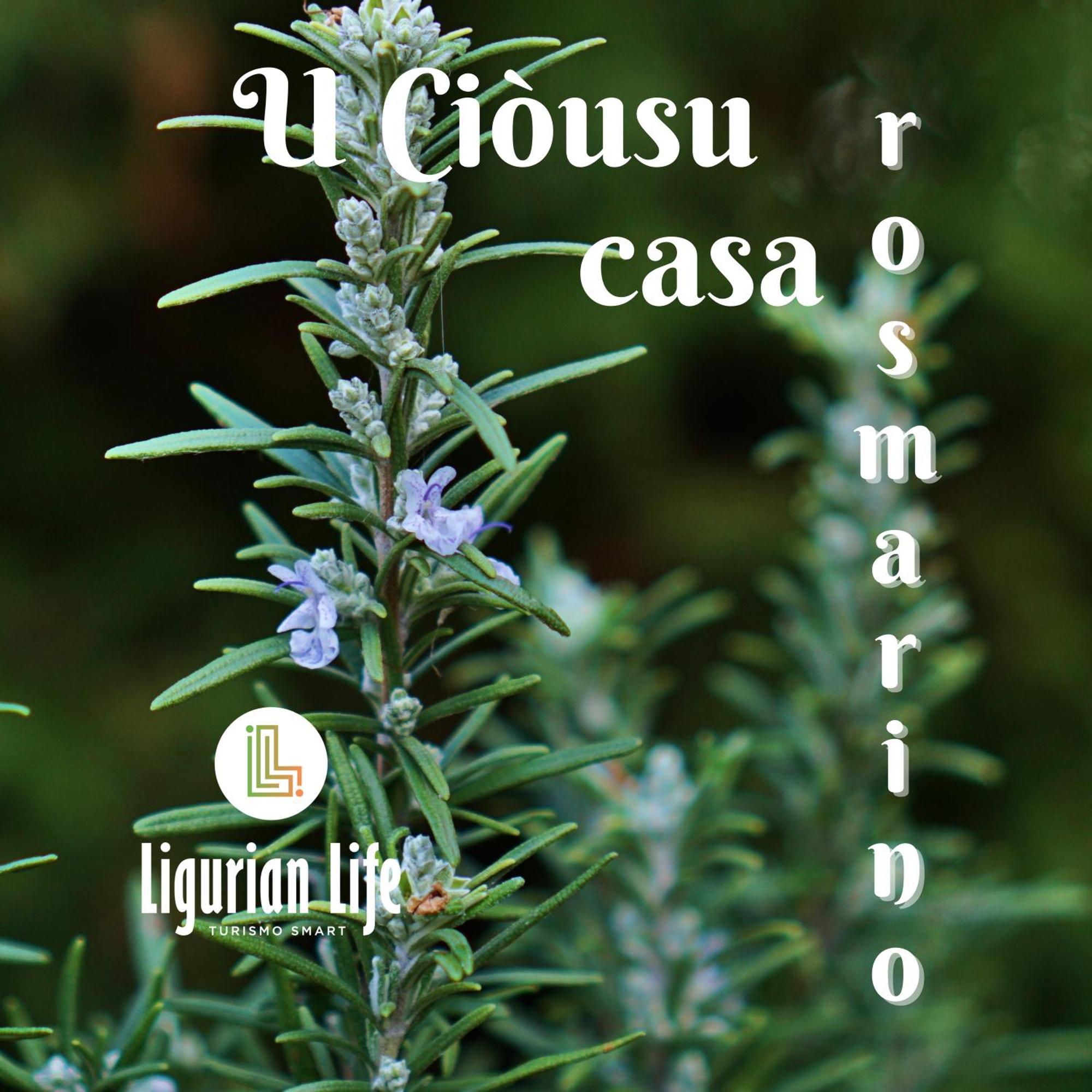 U Ciousu By Ligurian Life Appartamenti In Agriturismo Vallebona Quarto foto